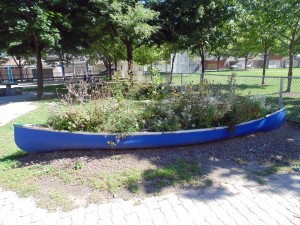 This canoe at Christie Pits Park serves as a planter for milkweed, essential for the survival of monarch butterflies. It is also a source of nectar for bees and other pollinators.
